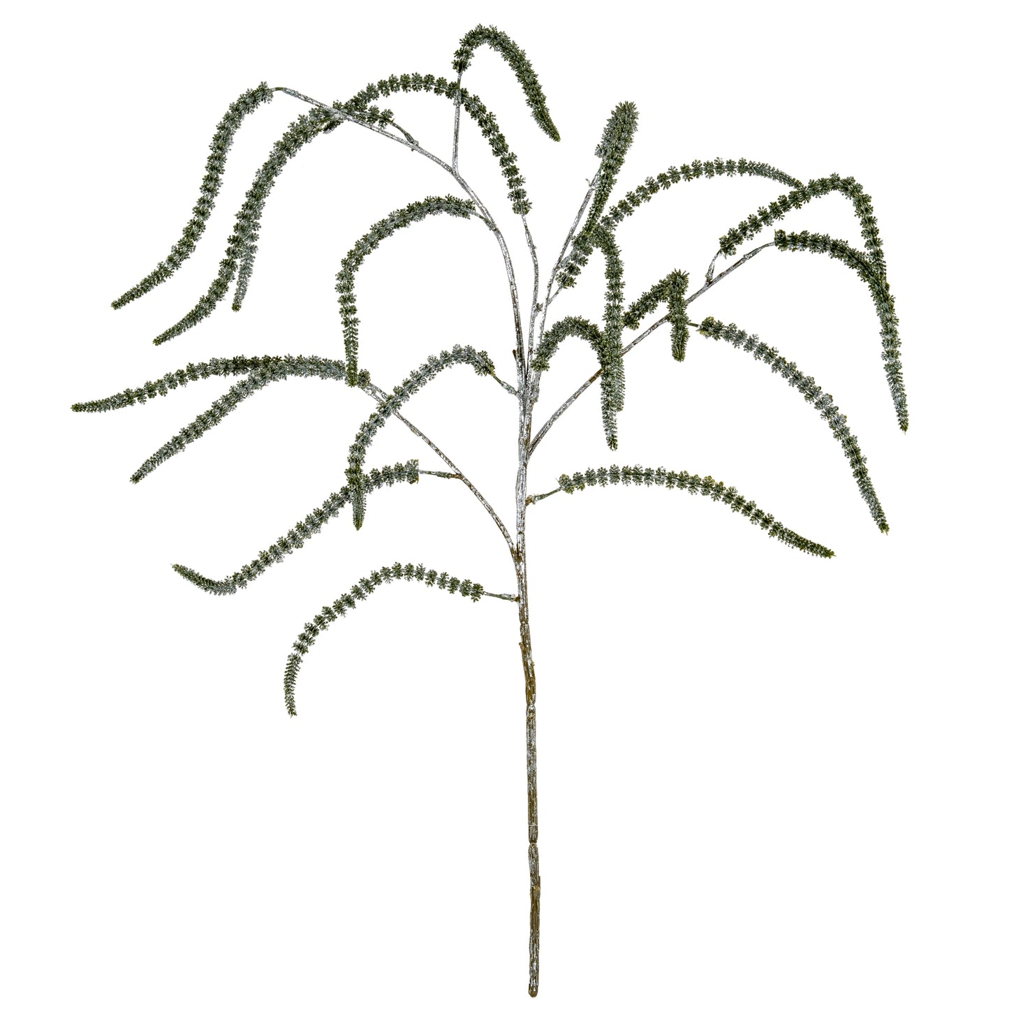 Festive Amaranthus