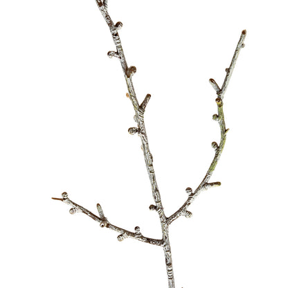 Snowy Winter Woodland Branch